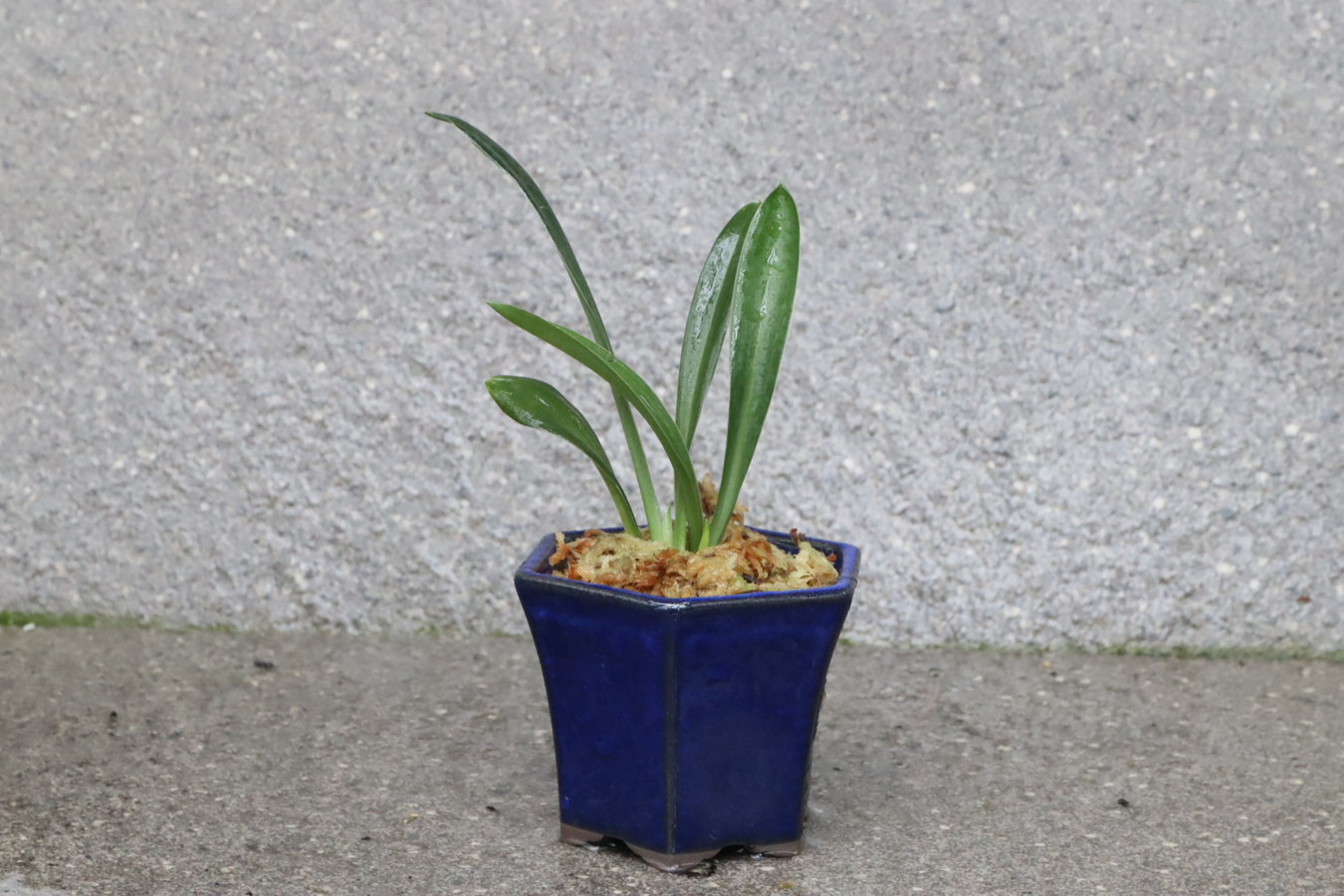 6980,黄金実生　亀の亀甲、守護の六角鉢に植えて　【はきずはきれ多い大特価！】※春から秋は生長期なので姿は変わっていきます