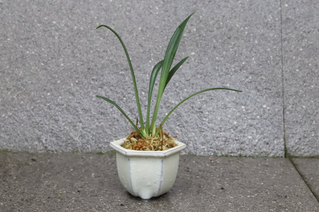 7051,黄金実生　亀の亀甲、守護の六角鉢に植えて　【はきずはきれ多い大特価！】※春から秋は生長期なので姿は変わっていきます