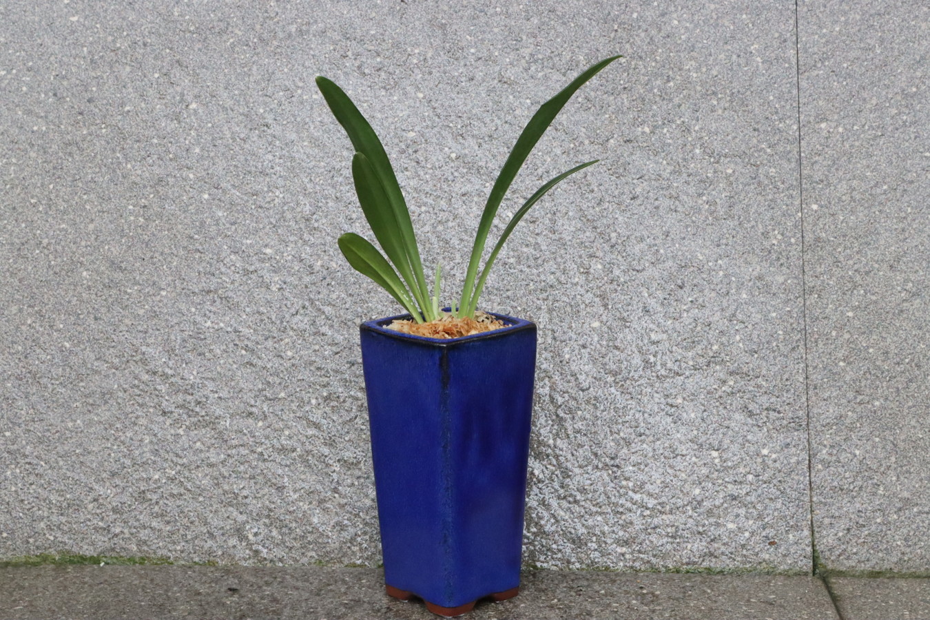 8452,黄金実生　【はきずはきれ多い大特価！】※春から秋は生長期なので姿は変わっていきます