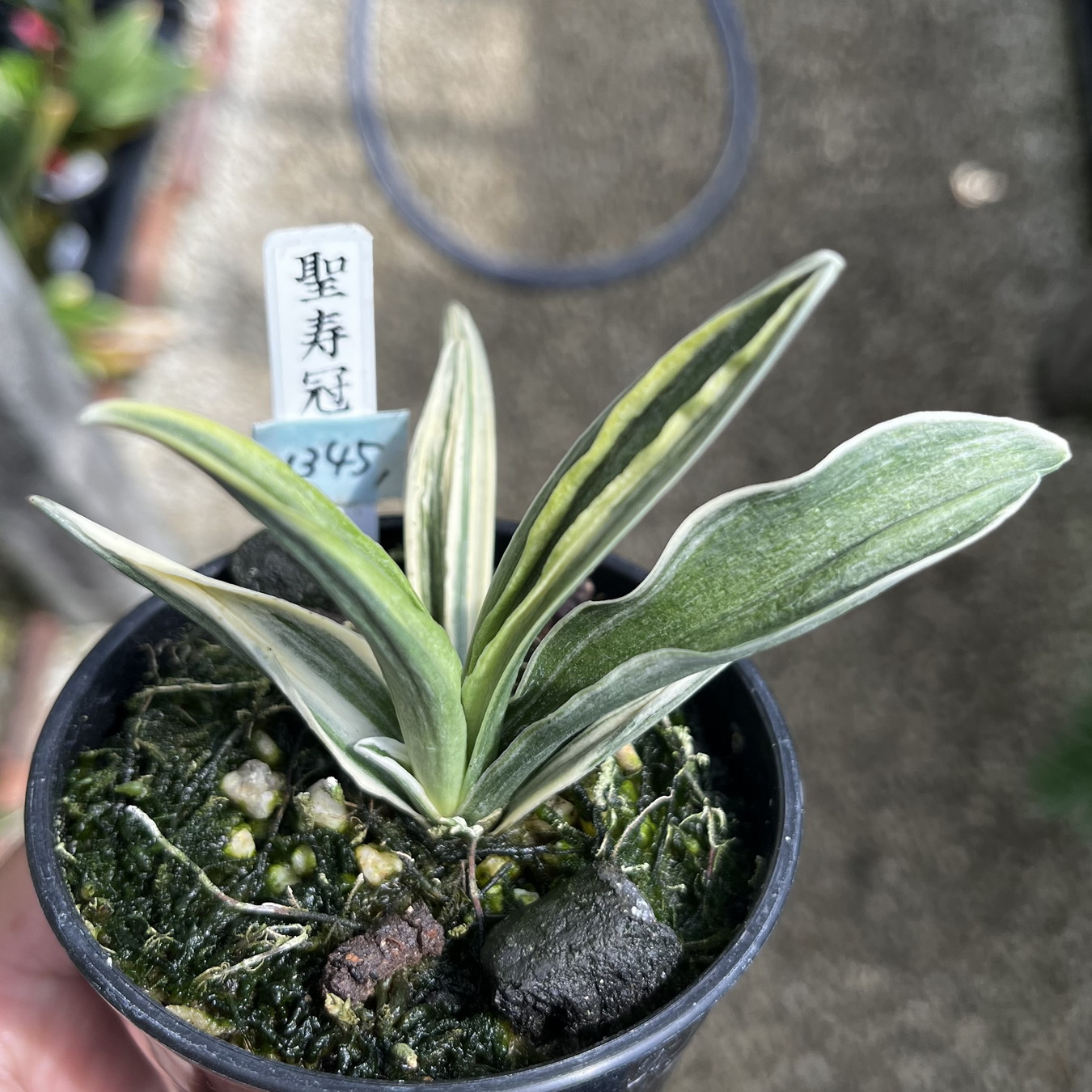 8368,聖寿冠(せいじゅかん)　1345,　親は芯止まり？超特価！【はきずはきれ多い大特価！】※春から秋は生長期なので姿は変わっていきます
