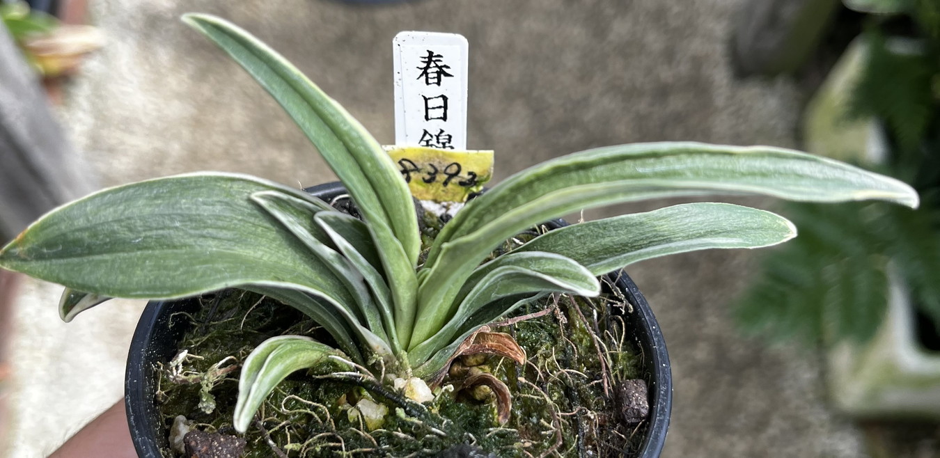 豊明園 / 羅紗