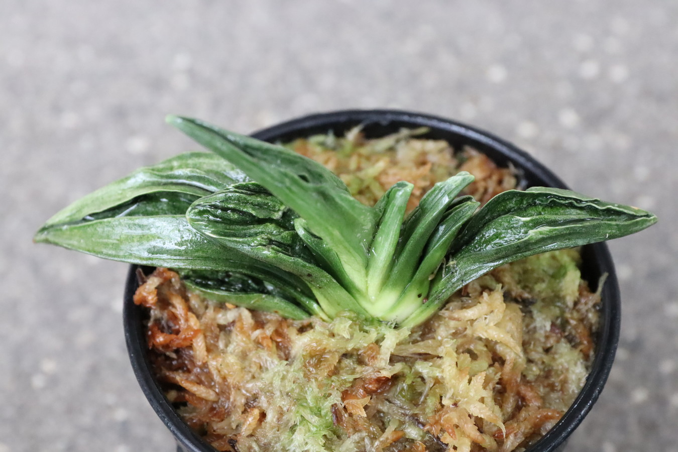豊明園 / 羅紗