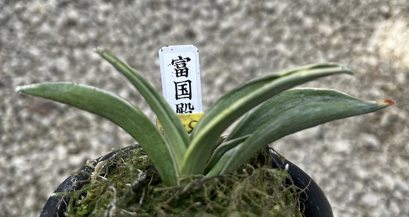 豊明園 / 羅紗
