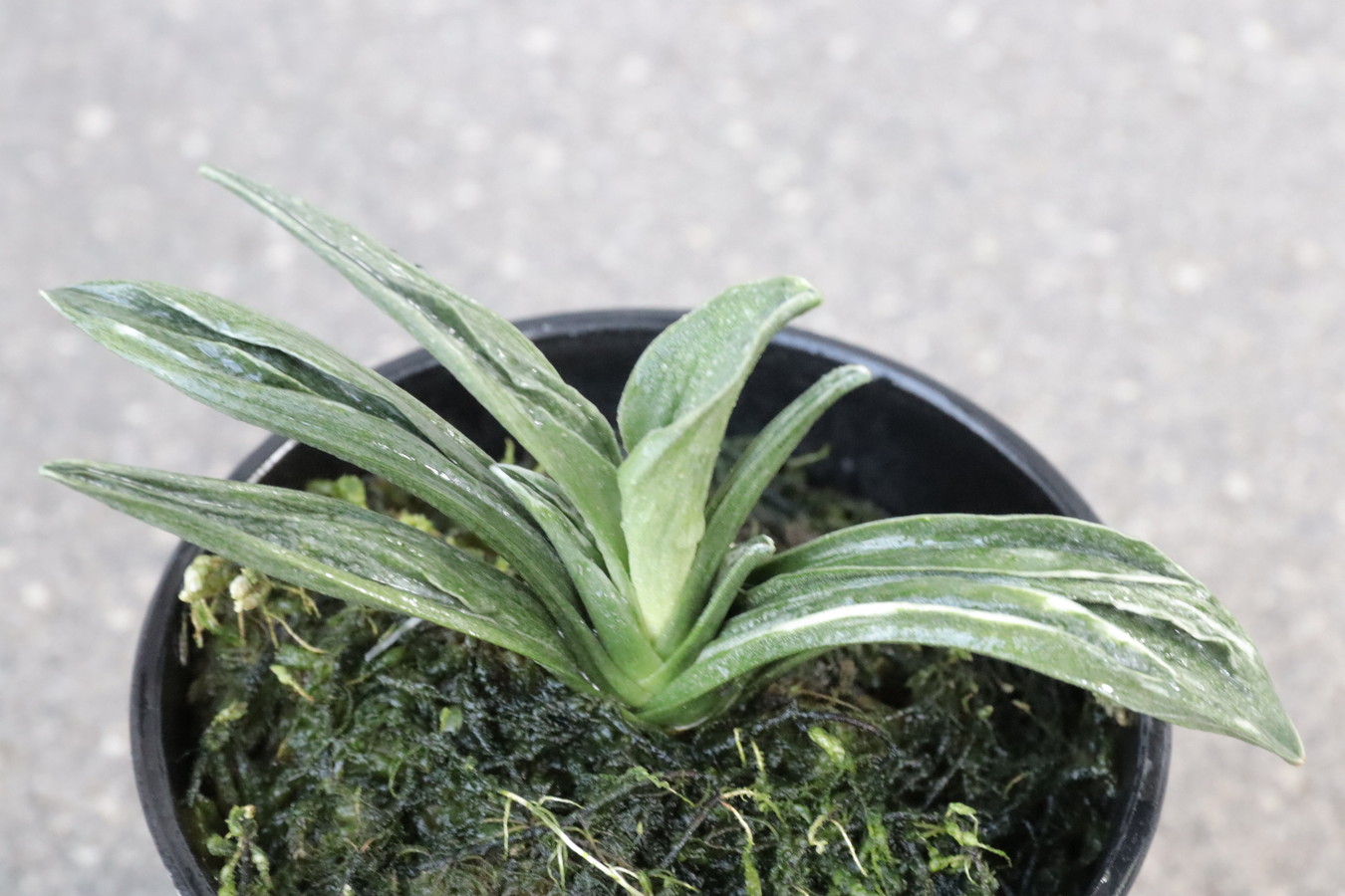 豊明園 / 羅紗