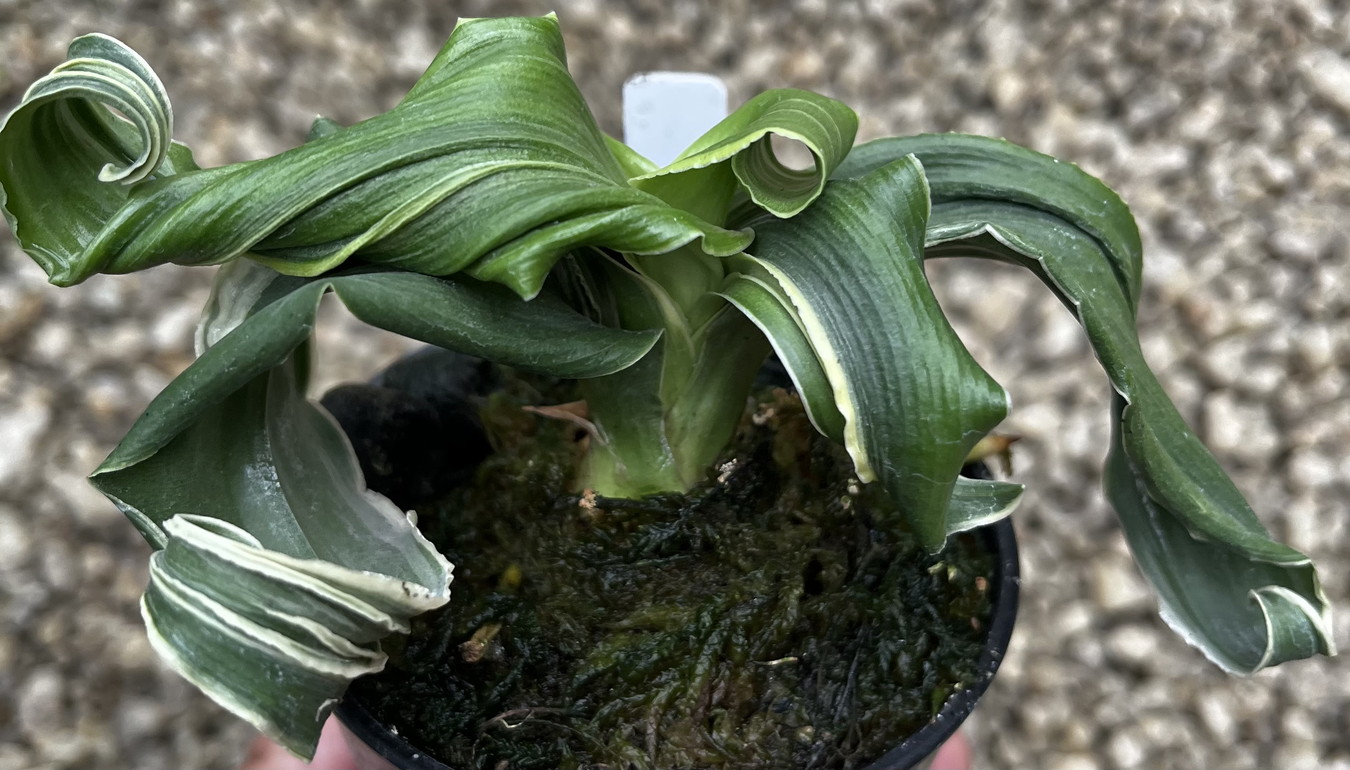 豊明園 / 獅子系