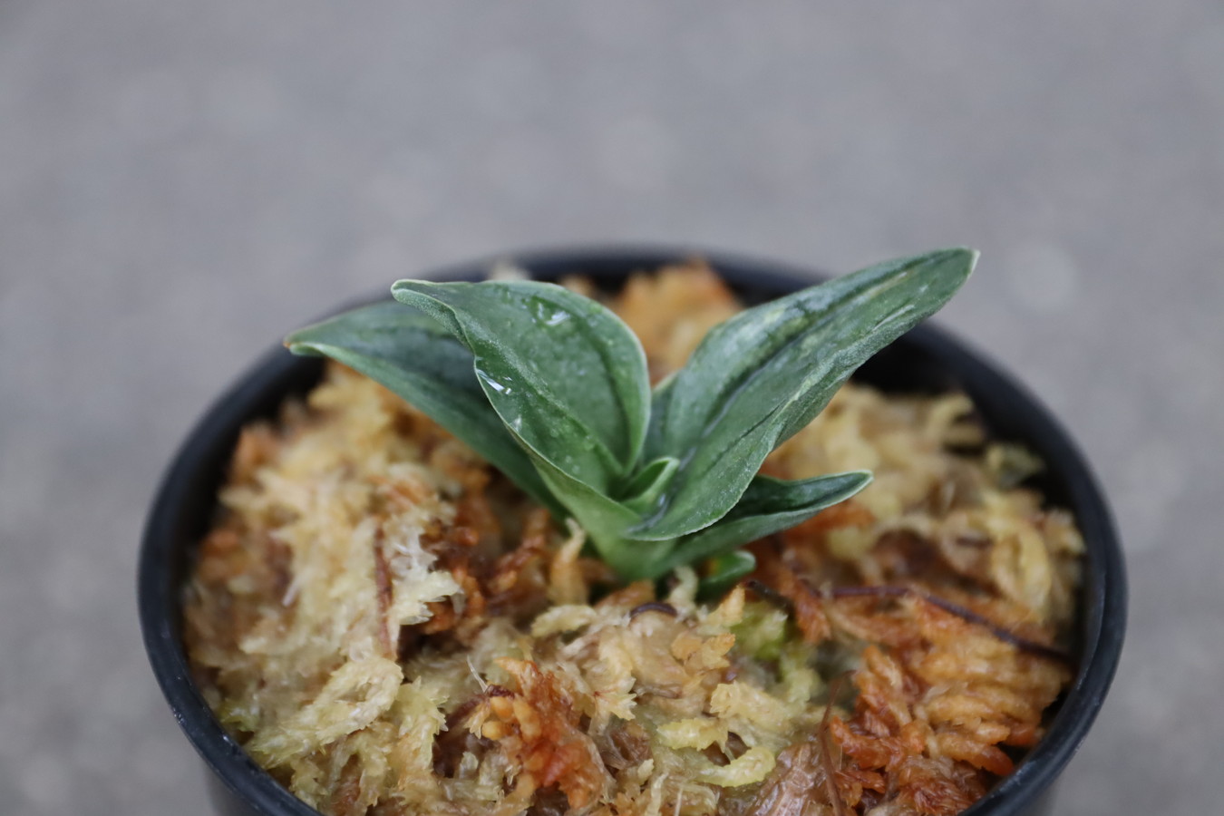 豊明園 / 羅紗