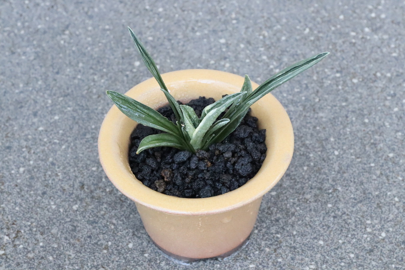 5432,運開く萬年青　瑞泉(ずいせん)　【はきずはきれ多い大特価】※春から秋は生長期なので姿は変わっていきます