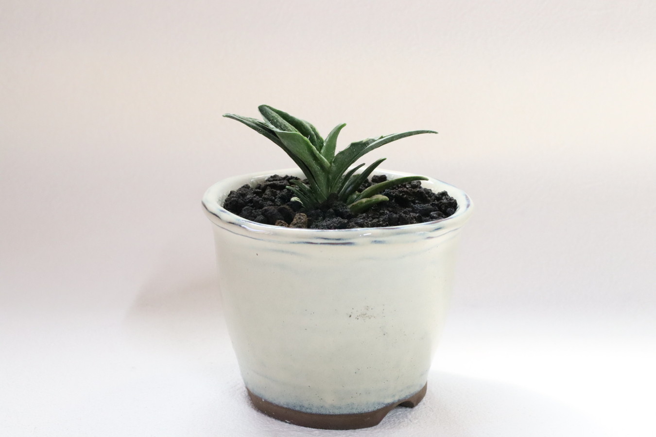 5160,緑の癒し 瑞泉(ずいせん)　【はきずはきれ多い大特価！】※春から秋は生長期なので姿は変わっていきます