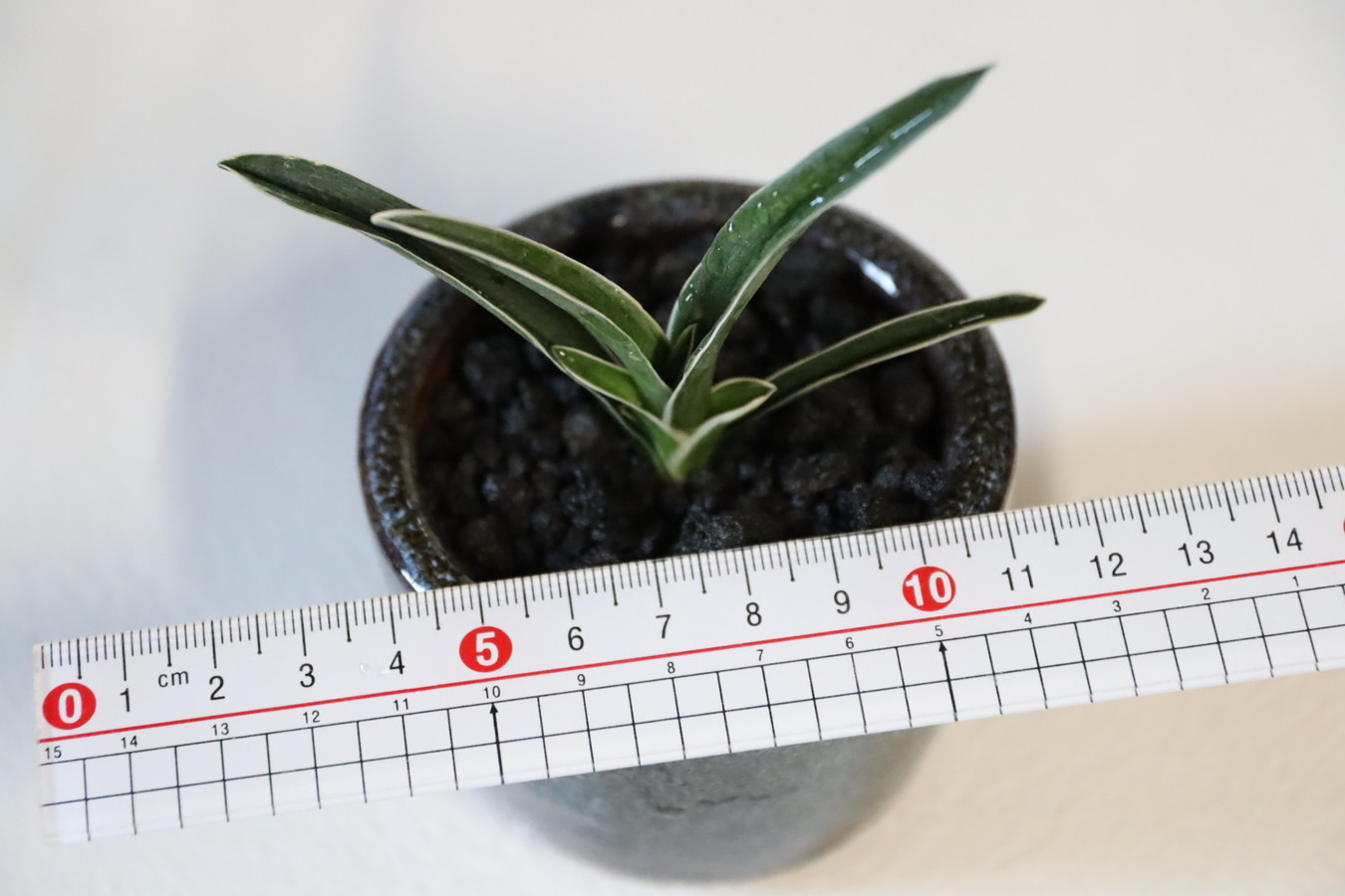 万年青　おもと　大黒殿 大黒殿の花芽万年青の花芽　羅紗の花芽はどうなるの？万年青の豊明園Rohdea japonica omoto