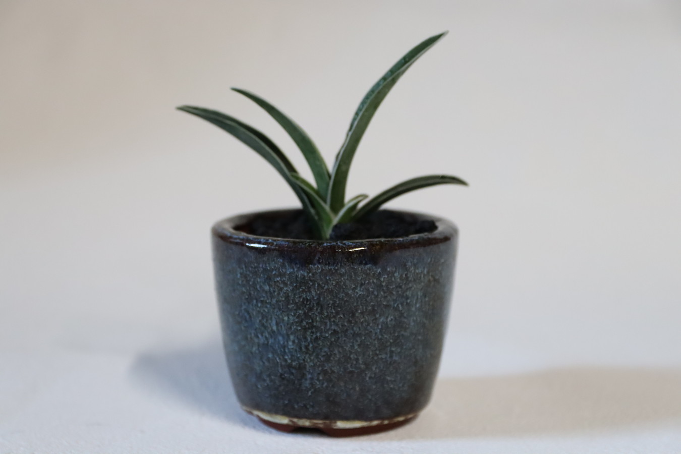 万年青　おもと　大黒殿 大黒殿の花芽万年青の花芽　羅紗の花芽はどうなるの？万年青の豊明園Rohdea japonica omoto