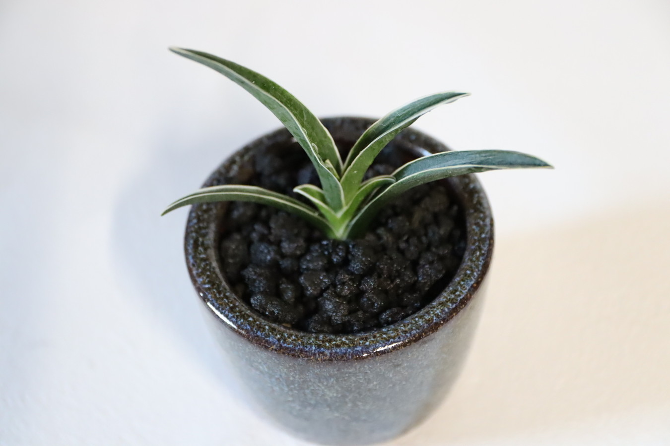 万年青　おもと　大黒殿 大黒殿の花芽万年青の花芽　羅紗の花芽はどうなるの？万年青の豊明園Rohdea japonica omoto