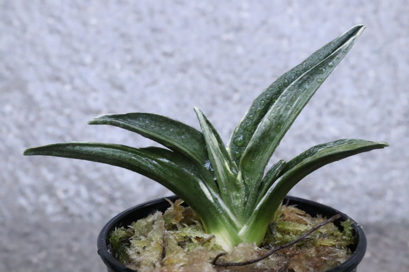 8040,小椋錦(おぐらにしき)　希少種　スパルタ作り　【はきずはきれ多い大特価】※春から秋は生長期なので姿は変わっていきます