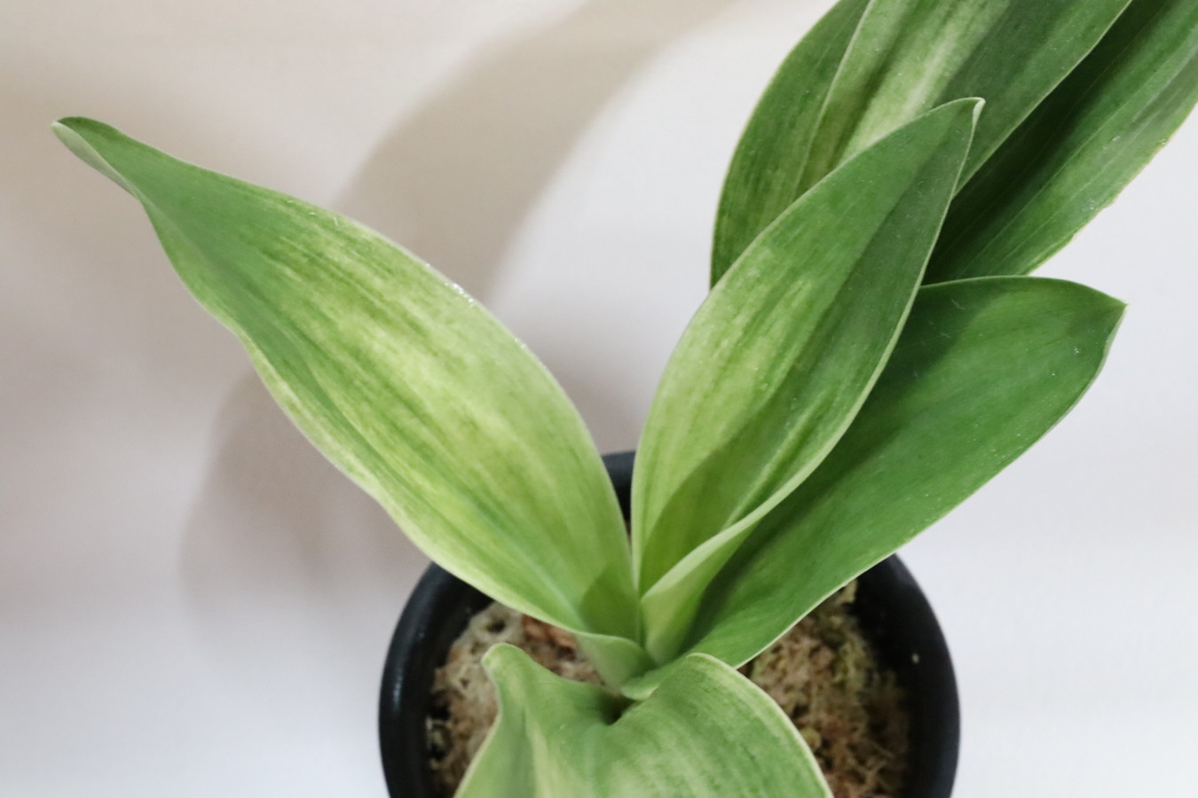 5649,達磨(だるま)　【夏季特価！】【はきずはきれ多い大特価！！！！】※春から秋は生長期なので姿は変わっていきます