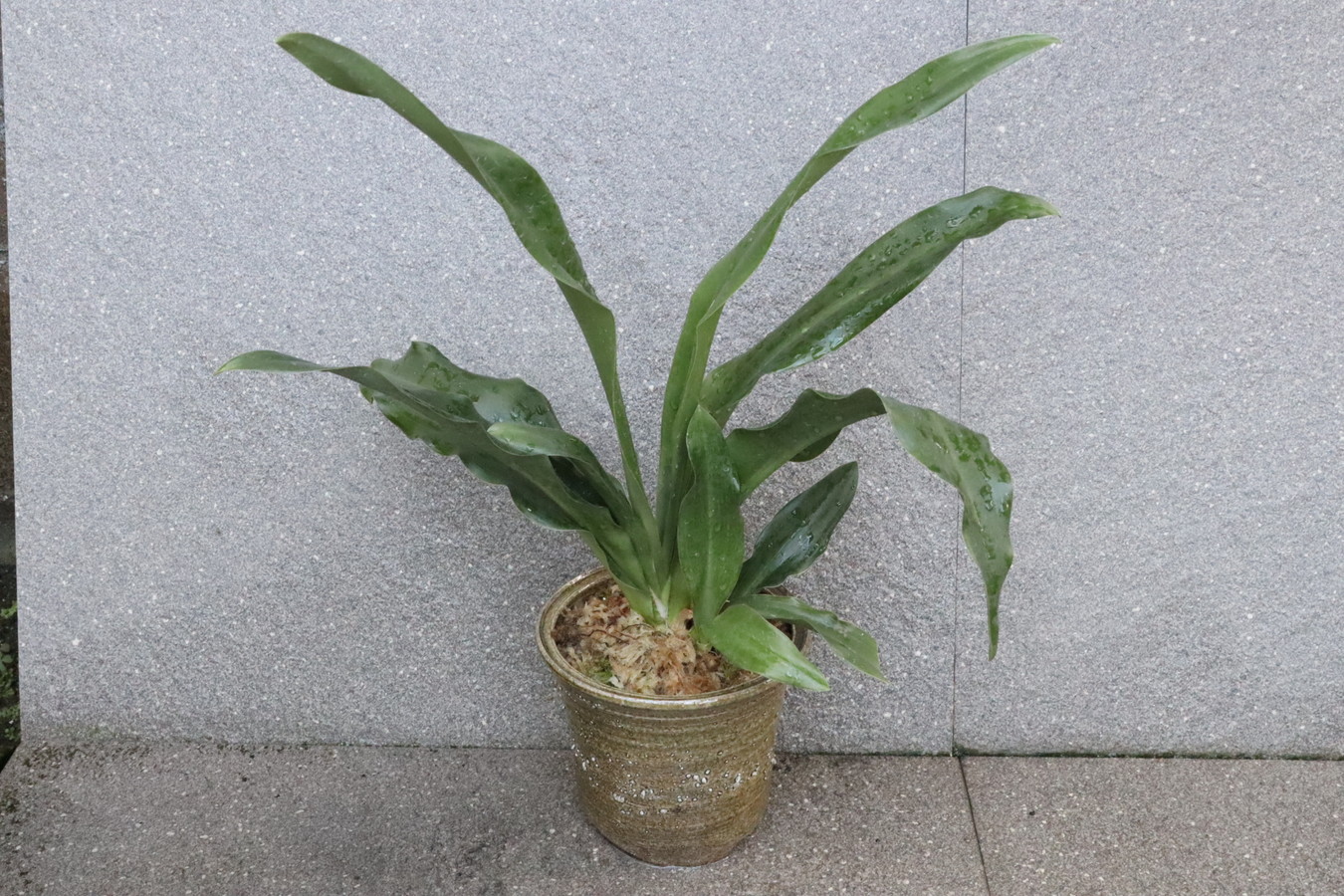 6266,開運萬年青 【夏季特価】【はきずはきれ多い特価】※春から秋は生長期なので姿は変わっていきます