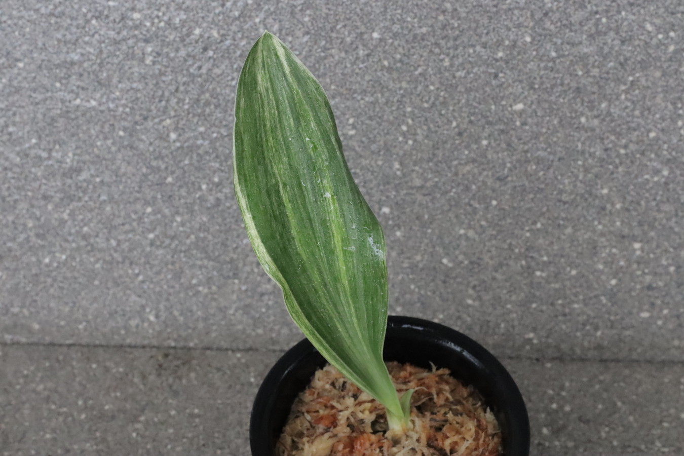 5679,讃岐富士(さぬきふじ)　斑よい立ち葉性！良くできそう【はきずはきれ多い大特価！】※春から秋は生長期なので姿は変わっていきます