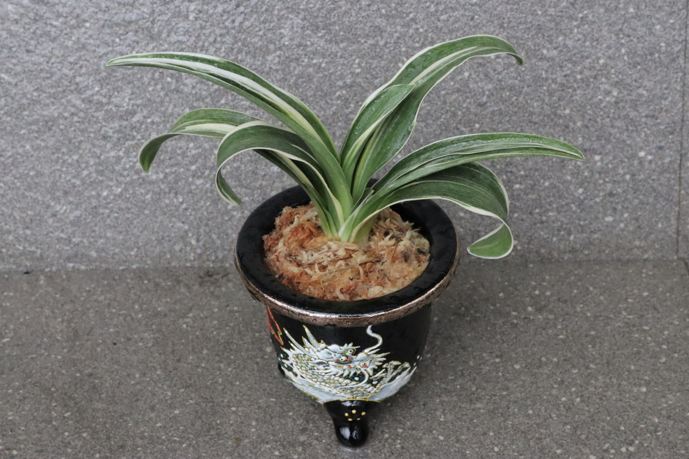 6753,【運開ける龍鉢に萬年青】錦明鳳(きんめいほう)　超希少種！歴史の生き証人！【はきずはきれとても多い大特価】※春から秋は生長期なので姿は変わっていきます