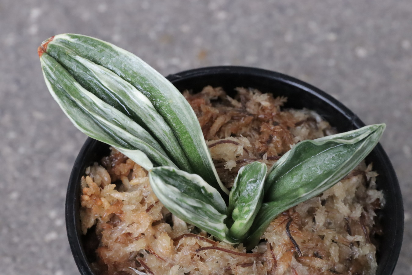 豊明園 / 羅紗