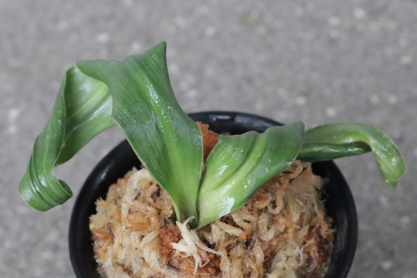 豊明園 / 獅子系
