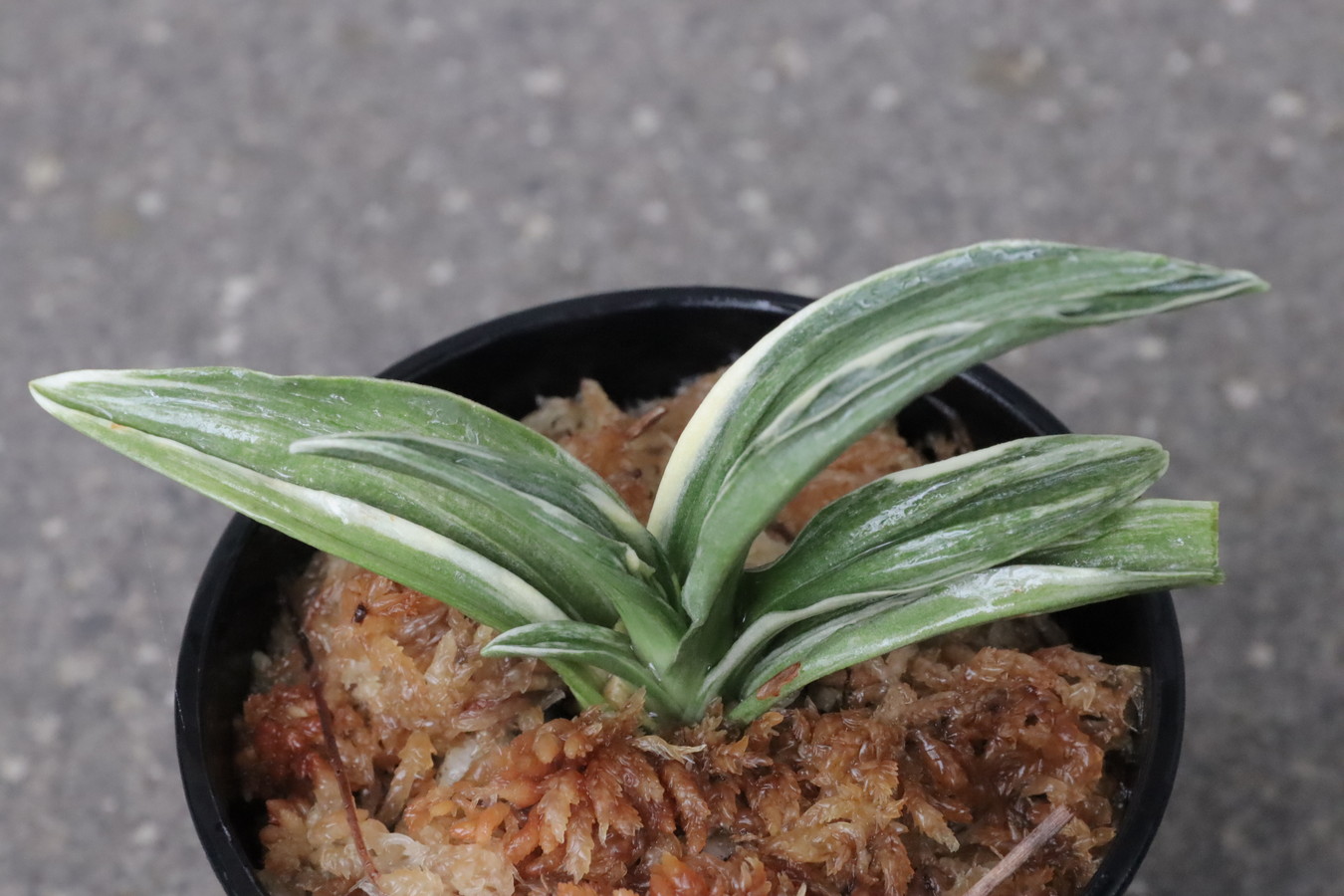 豊明園 / 羅紗