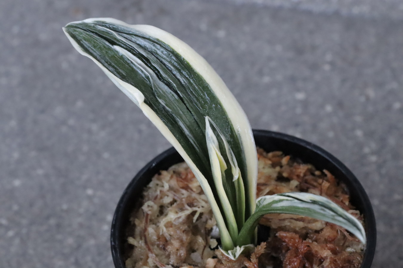 豊明園 / BC級品 おもと
