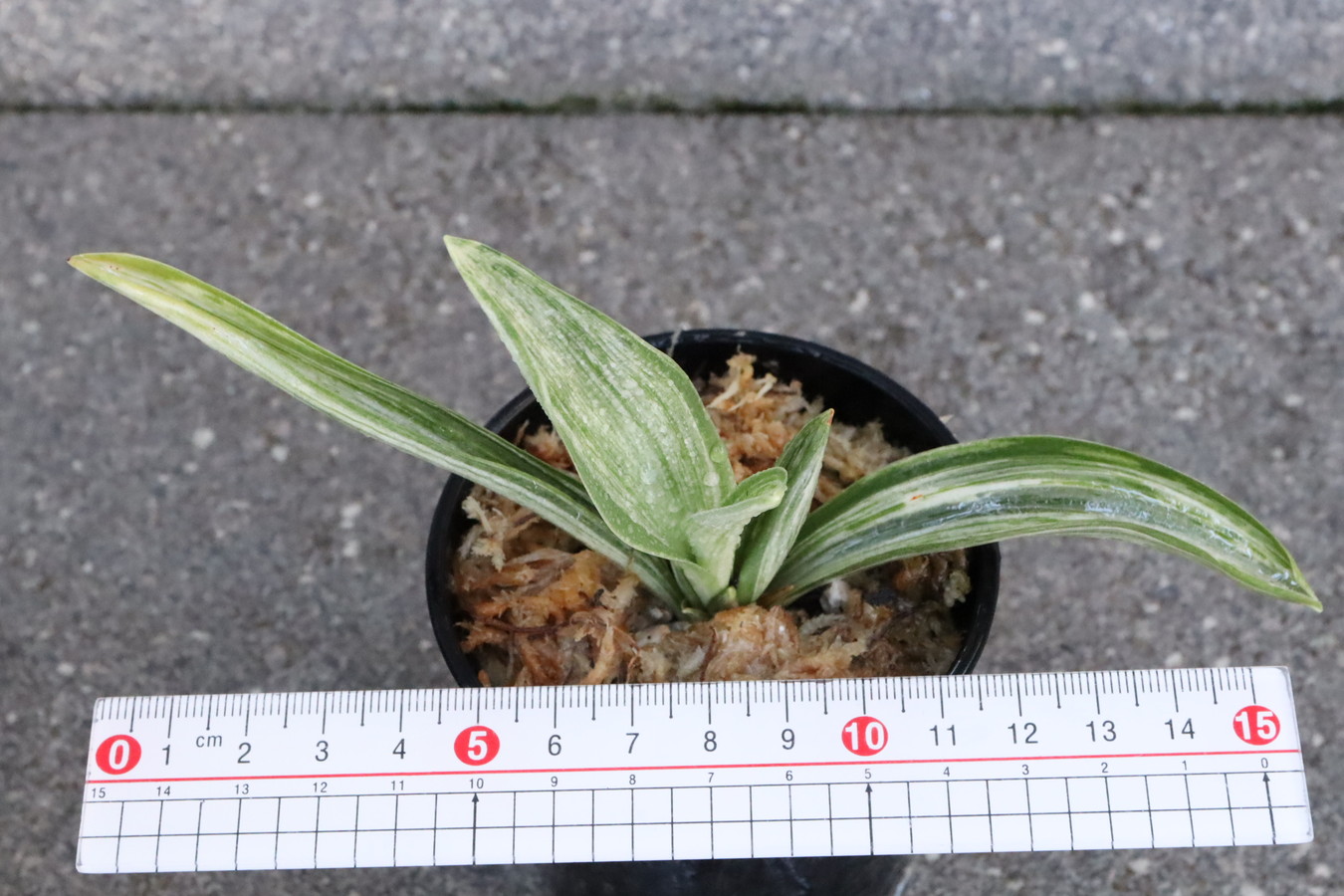 6680,根岸松の図(ねぎしまつのず)　全国系統　【夏季特価！！！！！】【根少ない！はきずはきれ多い大特価】※春から秋は生長期なので姿は変わっていきます