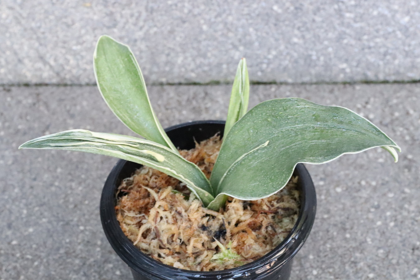 6111,武蔵(むさし)　【夏季特価！】【はきずはきれ多い大特価！】※春から秋は生長期なので姿は変わっていきます