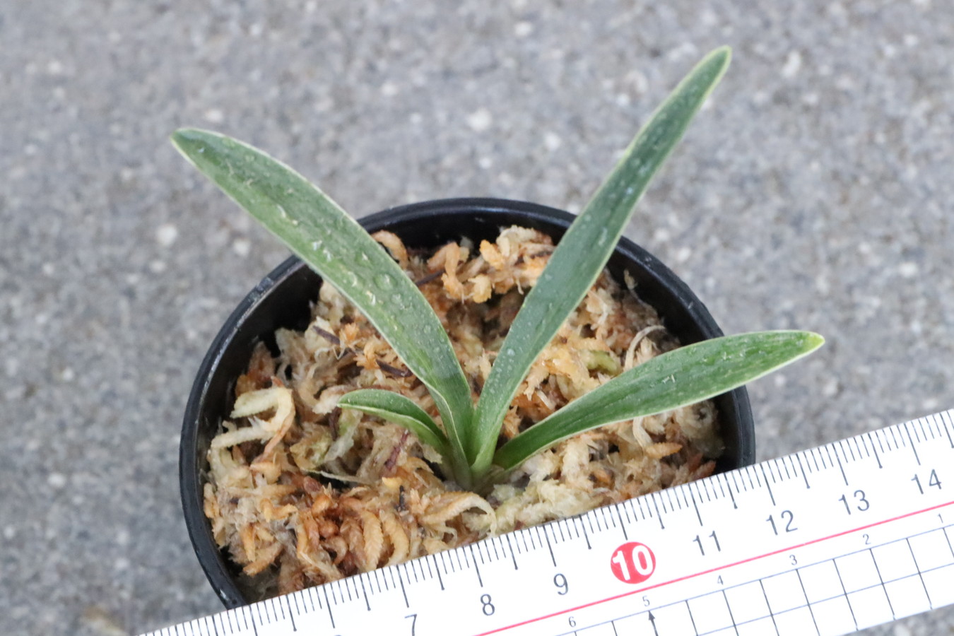 7008,金剛寿　【小苗特価！夏季特価！！！！】【はきずはきれ多い大特価！】※春から秋は生長期なので姿は変わっていきます