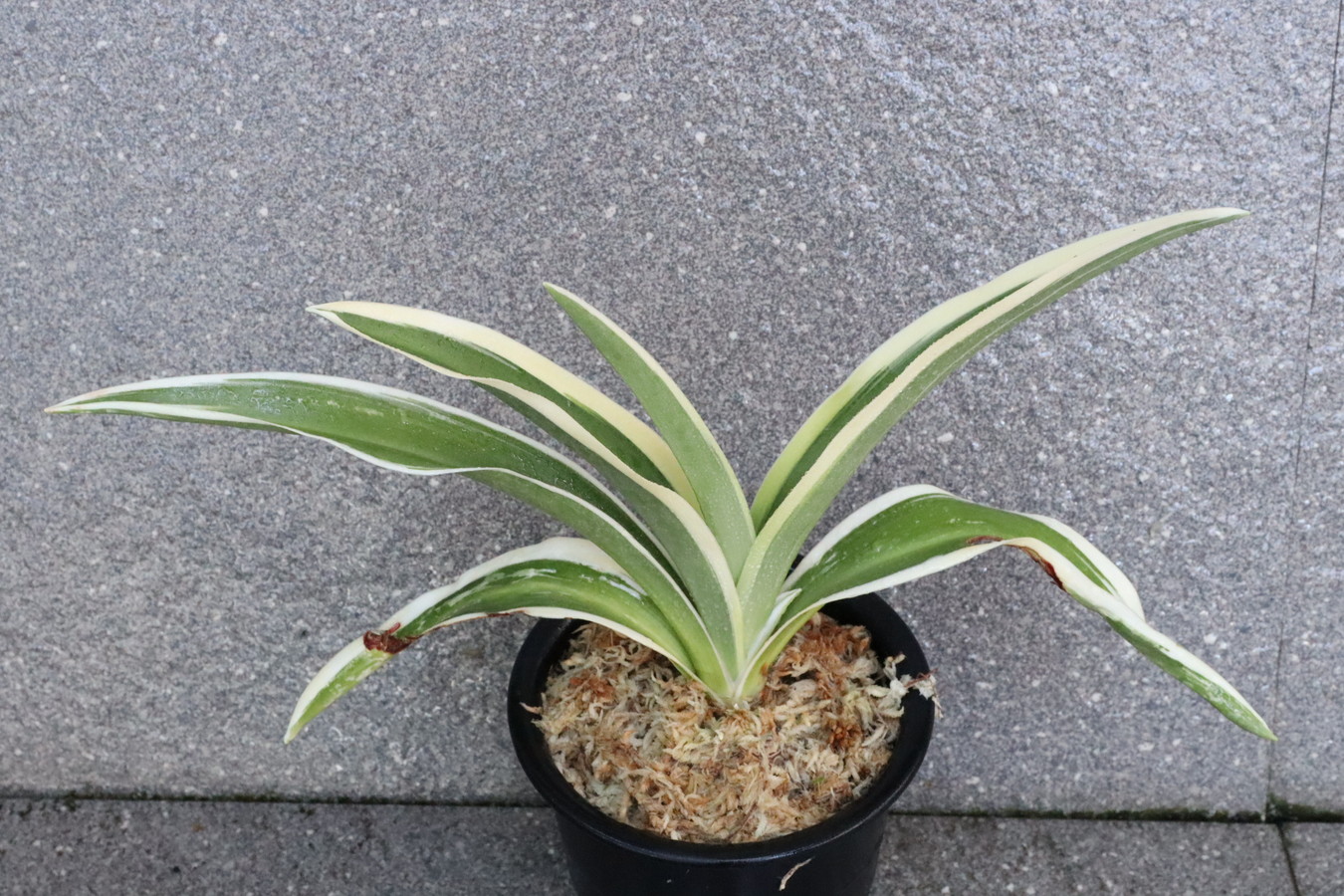 5682,秋津宝(あきつほう)　秋津島の図(あきつしまのず)　図、縞抜けた？？　【整理品！夏季特価！】【はきずはきれ多い大特価！】※春から秋は生長期なので姿は変わっていきます