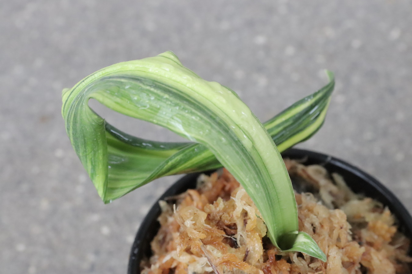 豊明園 / 獅子系