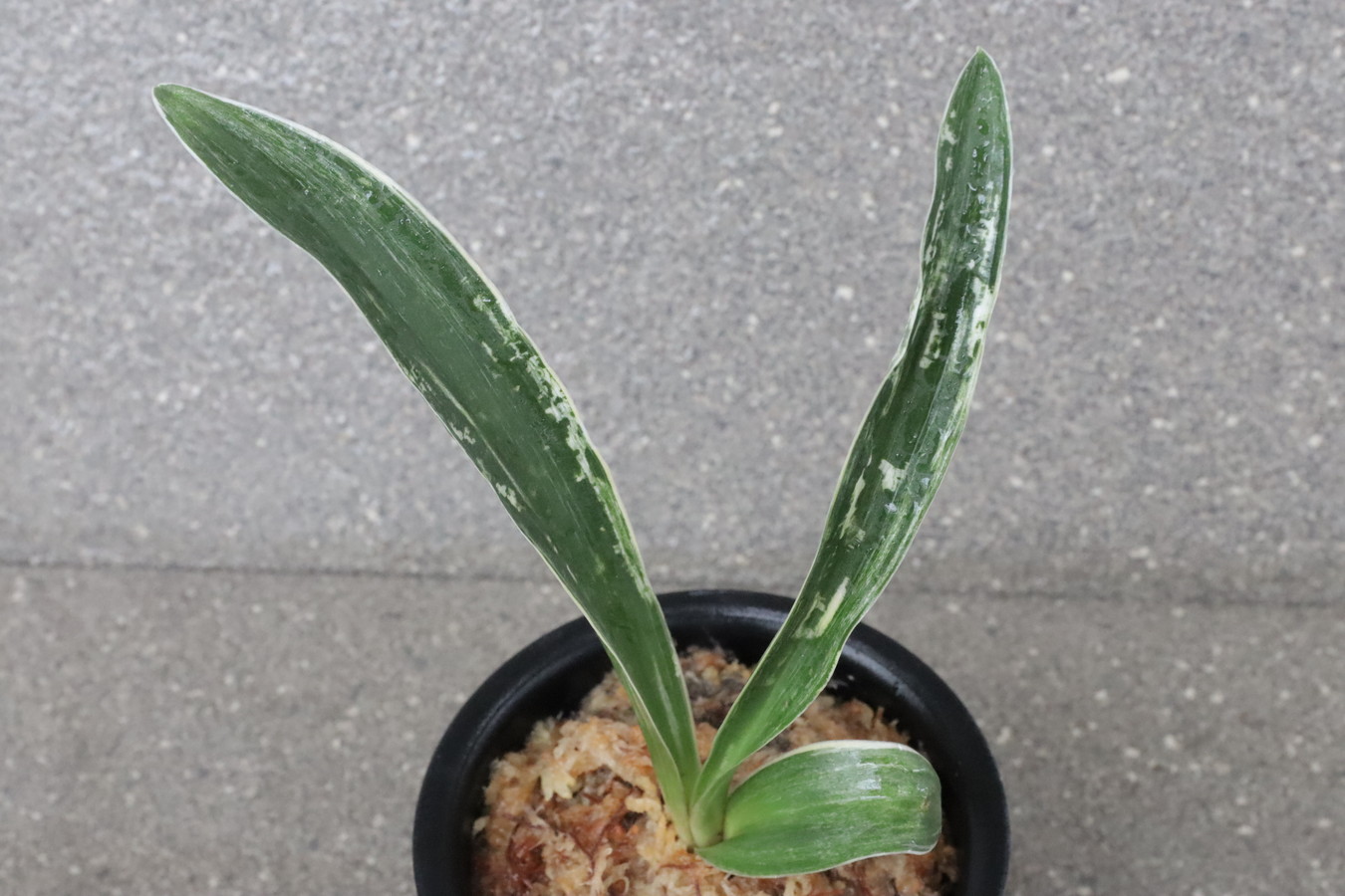 6560,　大葉　旭光（きょっこう）　【はきずはきれ多い大特価！】※春から秋は生長期なので姿は変わっていきます