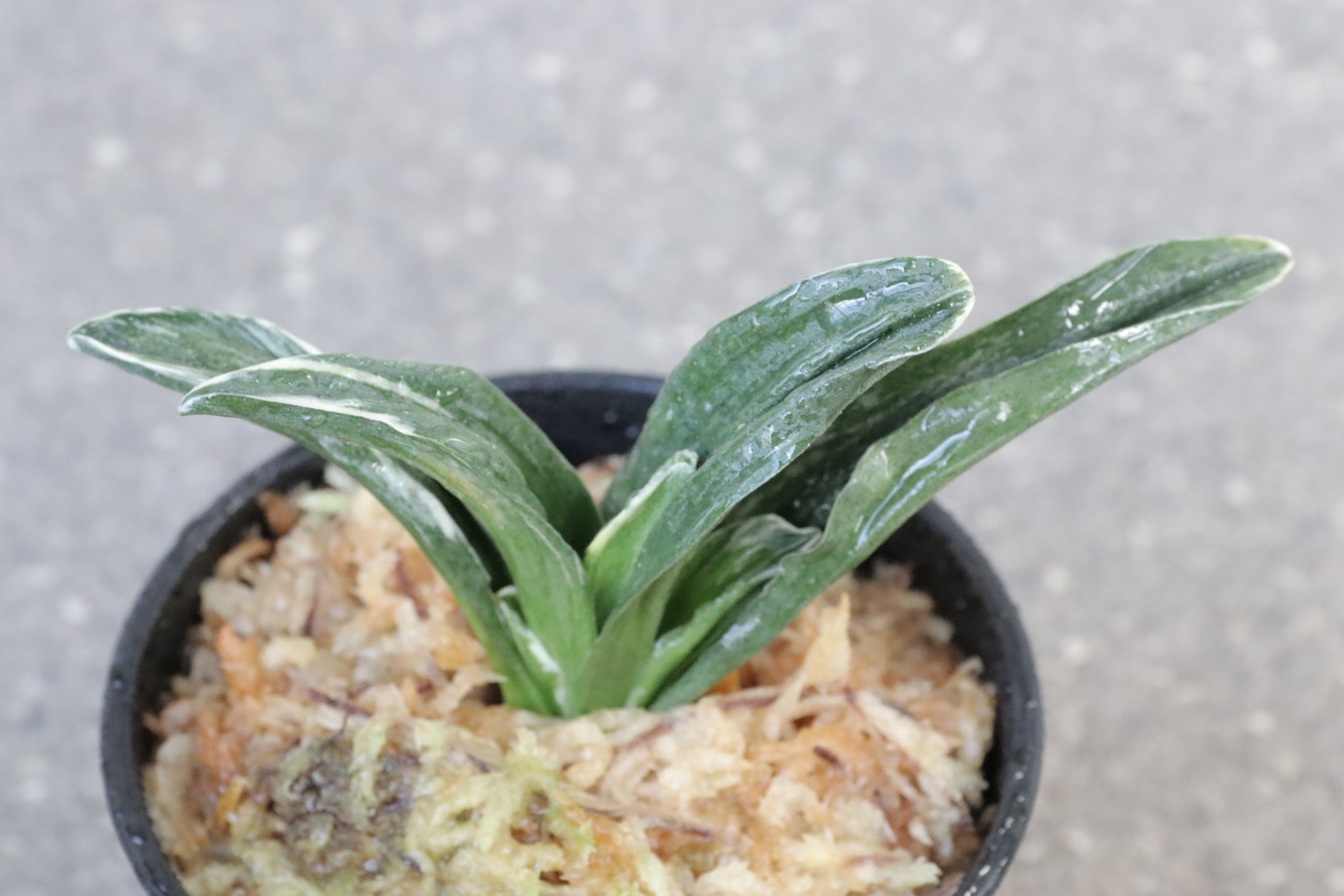 豊明園 / 羅紗