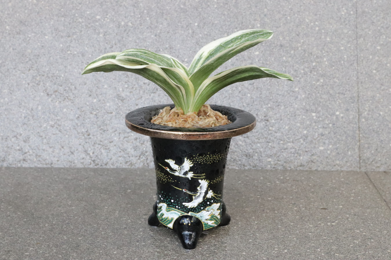 豊明園 / 小さいおもと