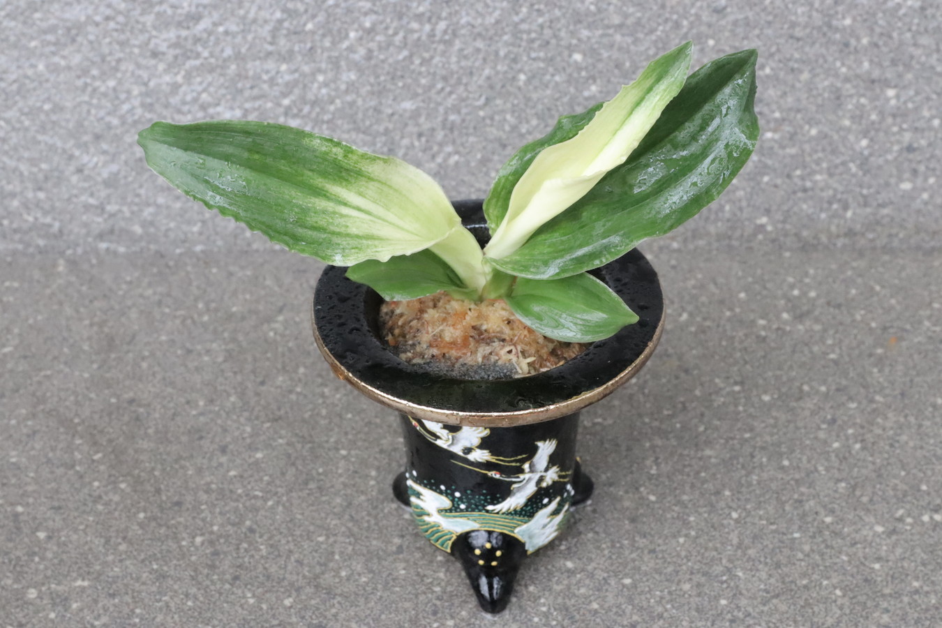 豊明園 / 中型のおもと