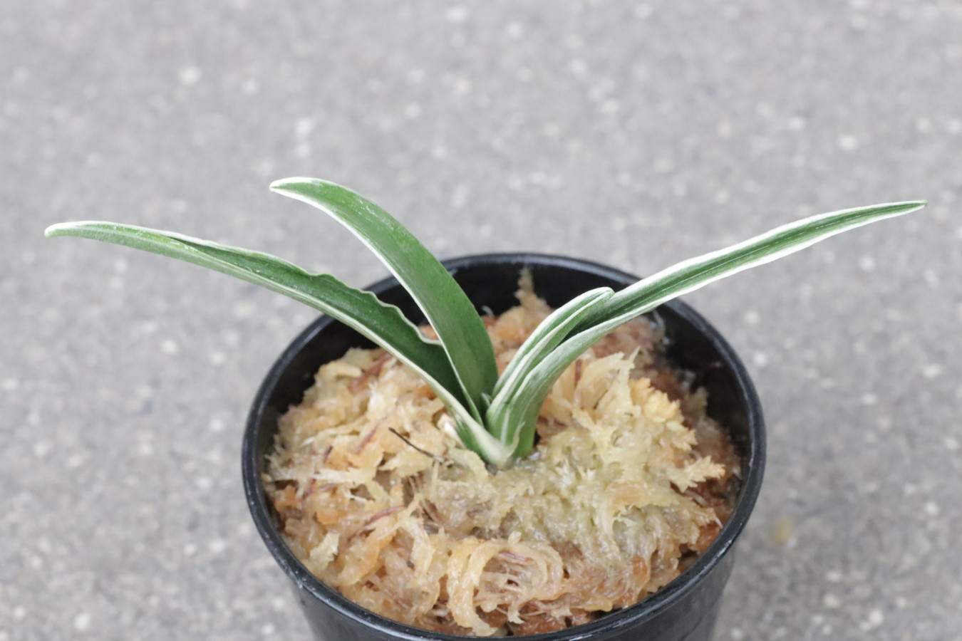 5815,整理品BC級品　大黒殿(だいこくでん)　【はきずはきれ多い大特価】※春から秋は生長期なので姿は変わっていきます