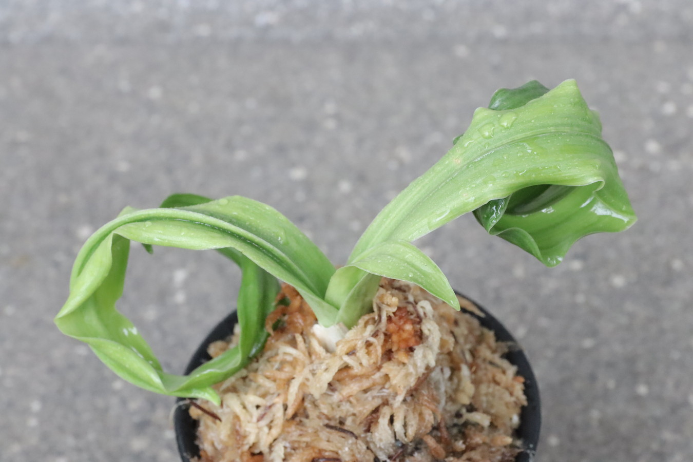 5434,花尾獅子(はなおじし)　青い分、力強い！龍の髭のような芸みせる！【葉色薄い大特価！根少ない特価！はきずはきれ非常に多い大特価！】※春から秋は生長期なので姿は変わっていきます