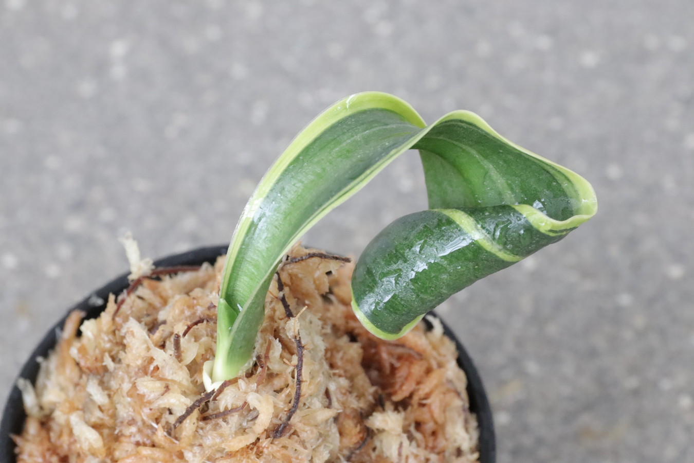 豊明園 / 中葉 薄葉
