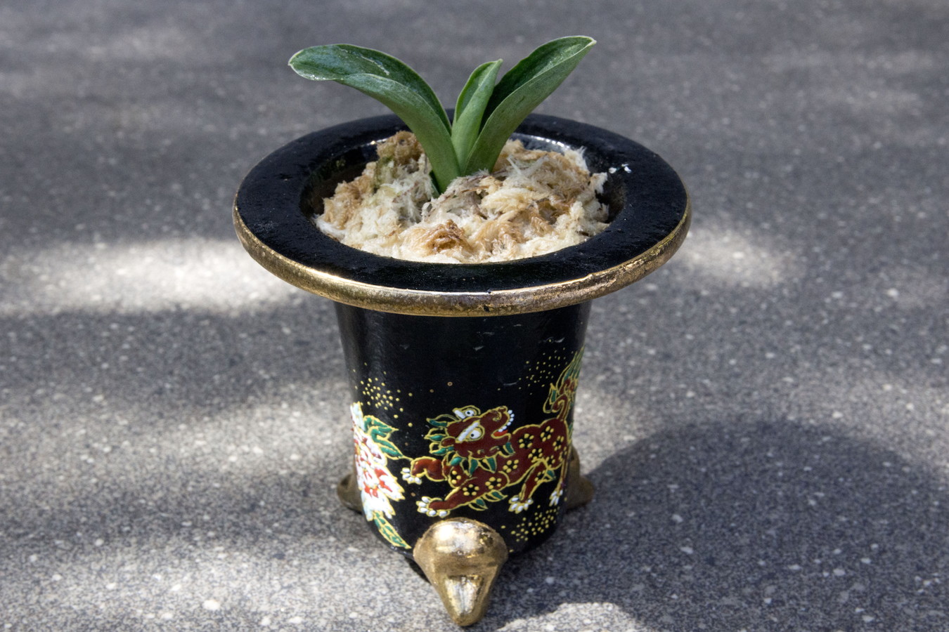 7009,福を呼ぶ神聖な植物　お多福(おたふく)　【魔除けの獅子！】【はきずはきれ多い特価！！】　※春から秋は生長期なので姿は変わっていきます