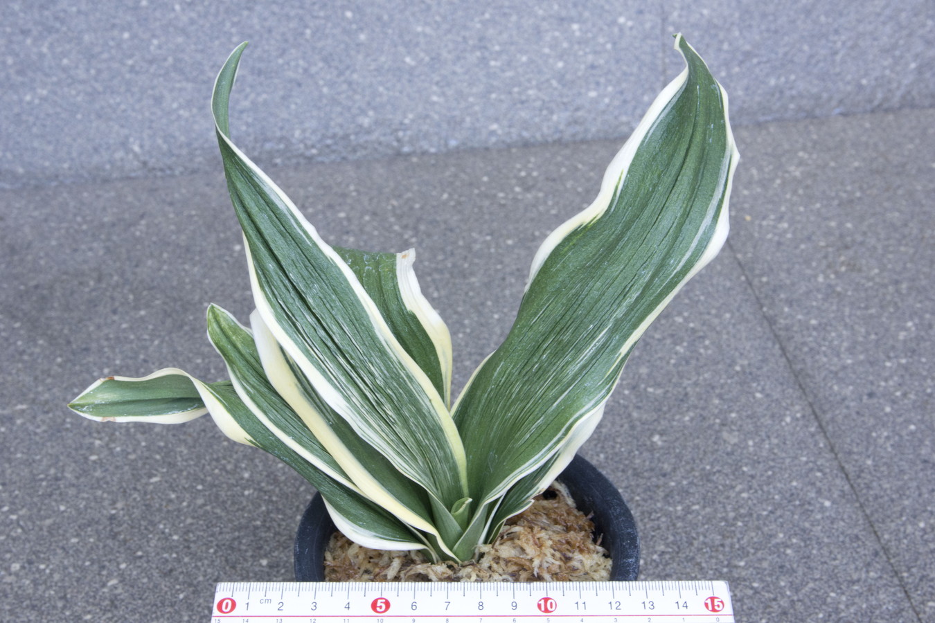 7010,波涛(はとう)　波濤　【はきずはきれ多い特価！】※春から秋は生長期なので姿は変わっていきます