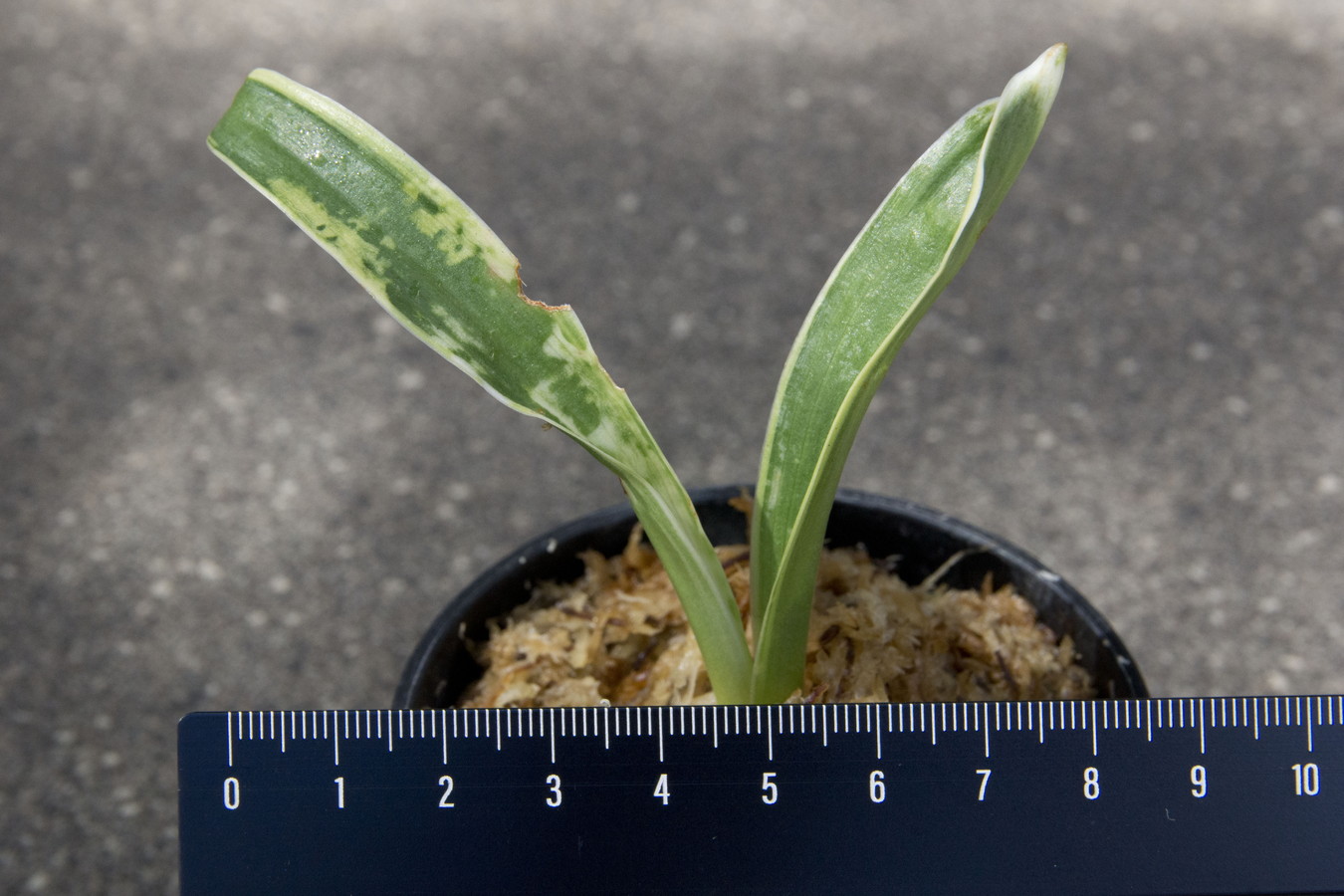 6688,富士の図(ふじのず)　特上図　【根少ない特価！はきずはきれ多い大特価！】※春から秋は生長期なので姿は変わっていきます