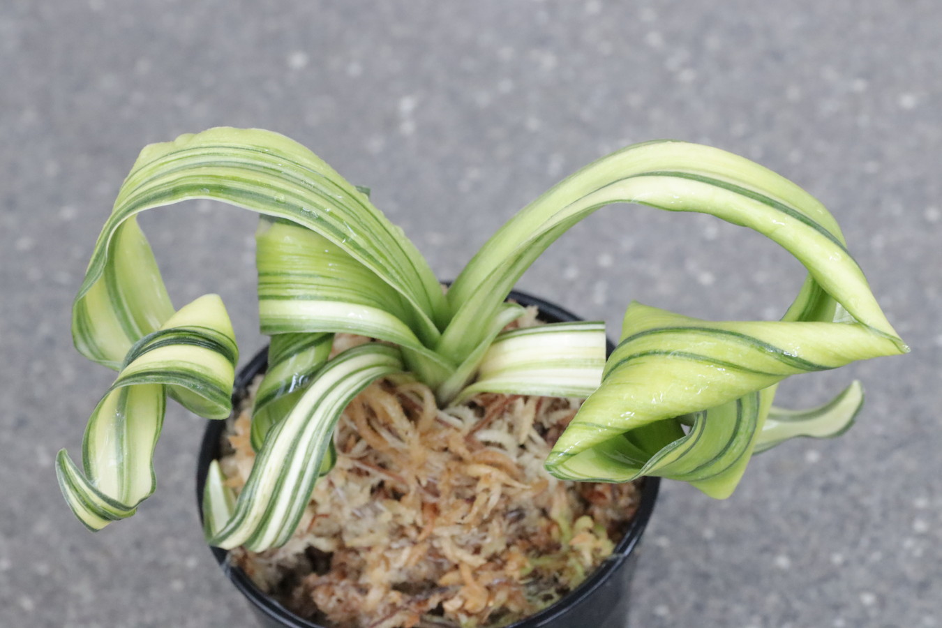 豊明園 / 獅子系