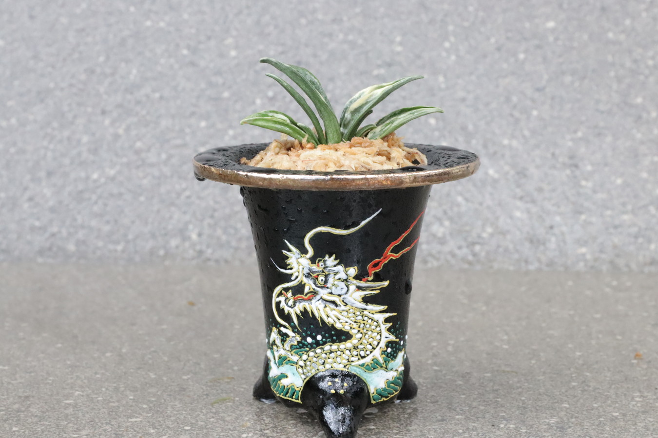 5052,【龍！運気引き寄せる萬年青】 瑞泉(ずいせん)【はきずはきれ非常に多い大特価！】※春から秋は生長期なので姿は変わっていきます