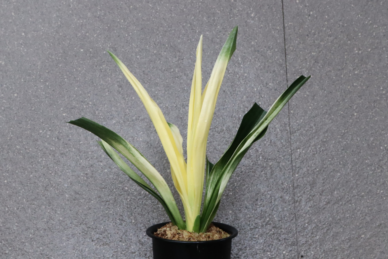 7013,吾平立変化　吾平の光(あいらのひかり)　【葉性変化した　まだ数極小】【はきずはきれ多い大特価！】　※春から秋は生長期なので姿は変わっていきます