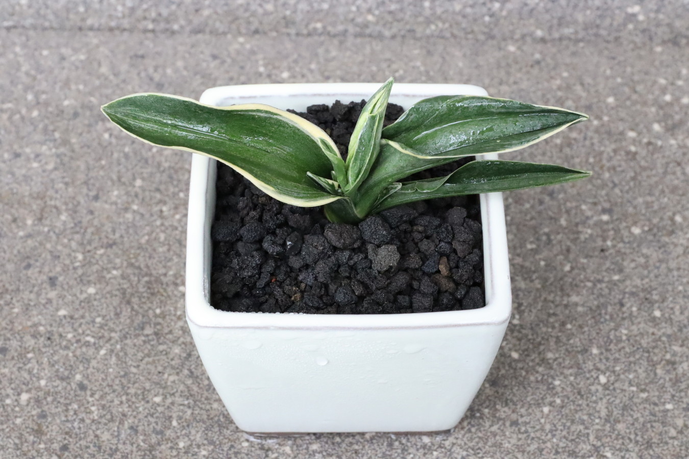 5855,引越し 結婚 新築に福を呼ぶ萬年青 嶺雲(りょううん)　【はきずはきれ多い大特価！】※春から秋は生長期なので姿は変わっていきます