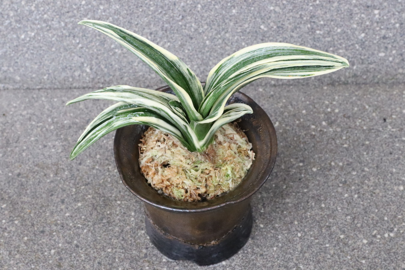 5041,祝い、開運の植物　新生殿(しんせいでん)　【はきずはきれ多い大特価！】※春から秋は生長期なので姿は変わっていきます