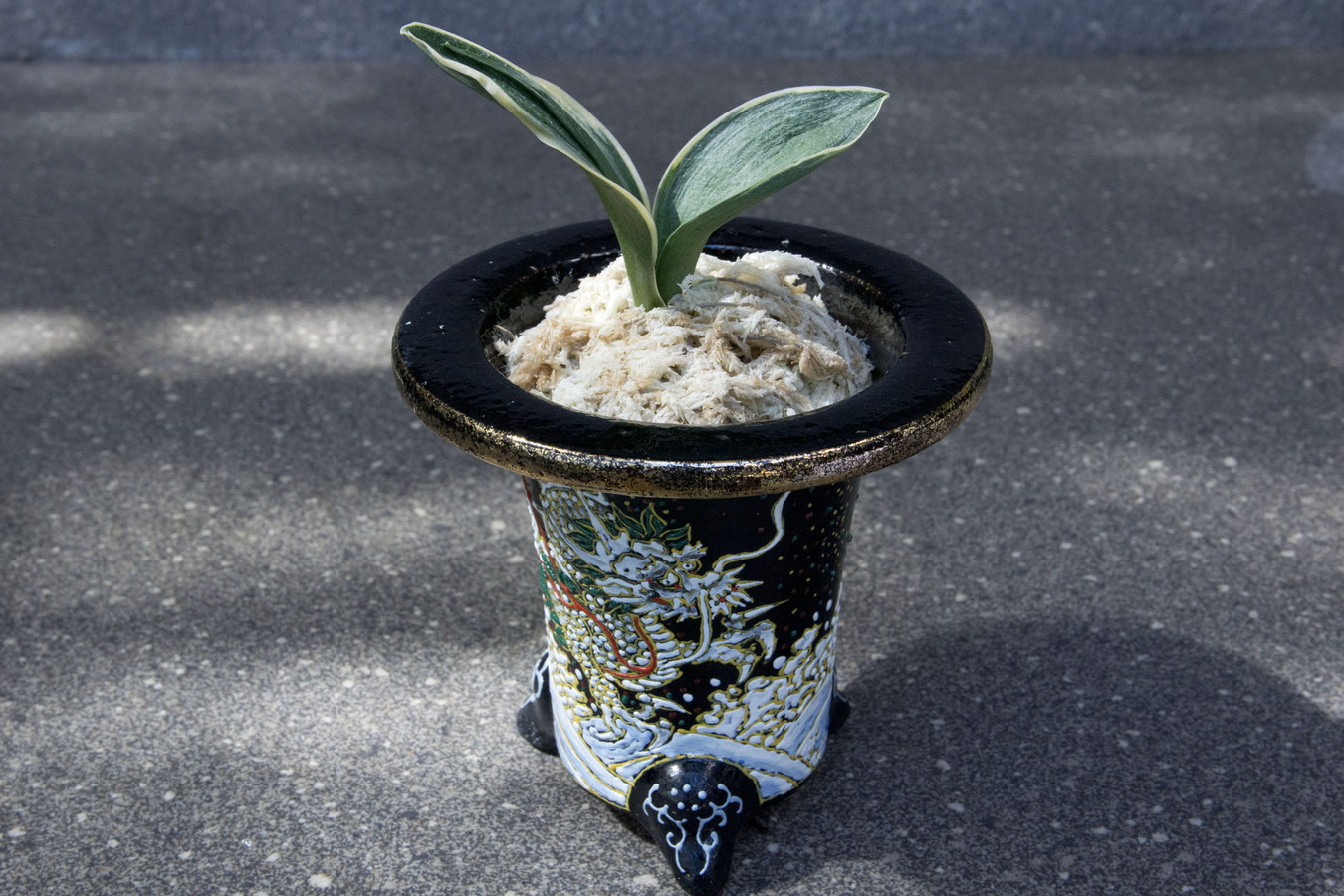 5464,【運を開く昇り龍】引越しおもと　お多福(おたふく)　【はきずはきれ大特価】※春から秋は生長期なので姿は変わっていきます