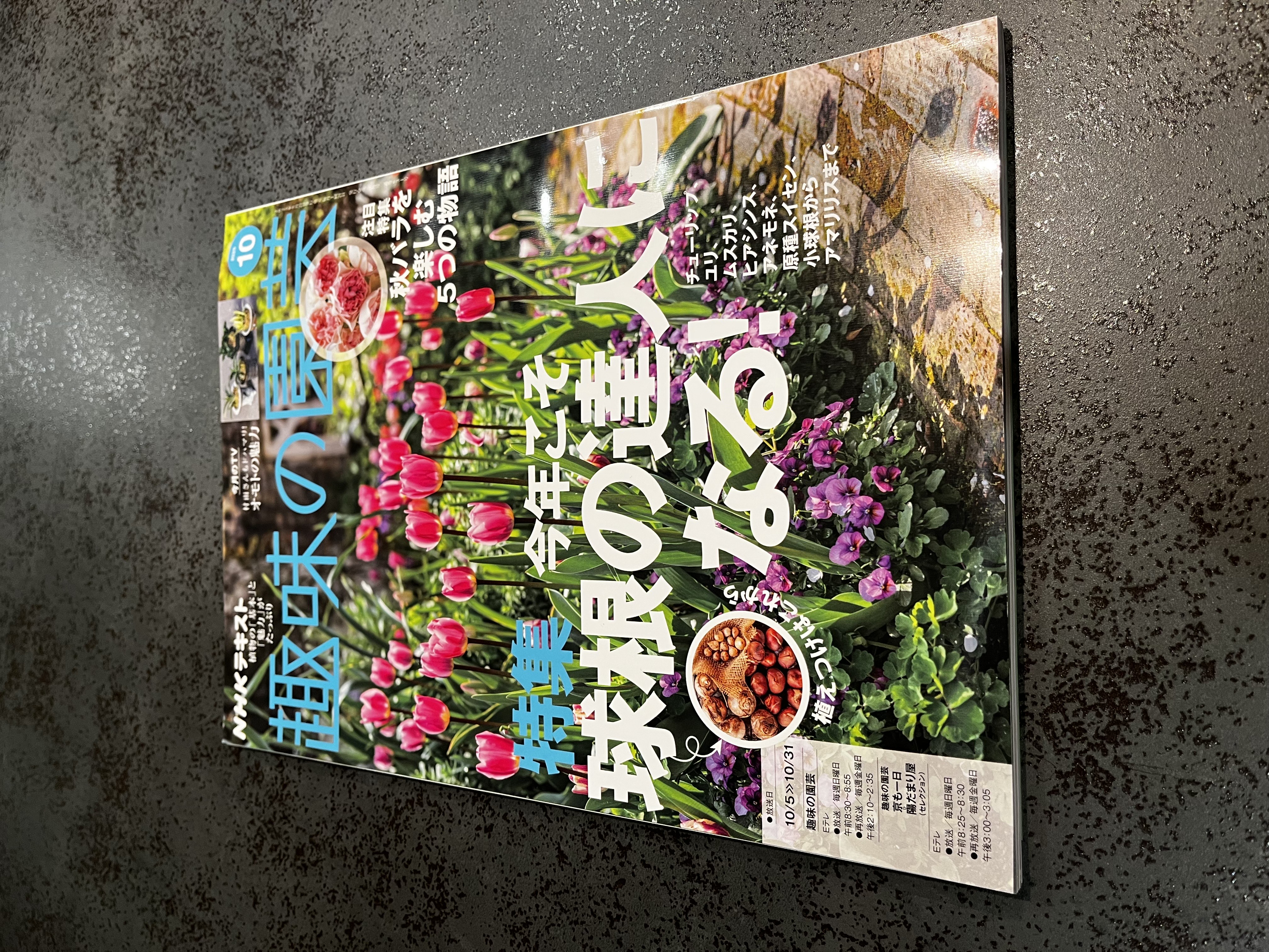 🌿NHK「趣味の園芸」出演((10/12、10/17))記念 特別セール🌿　初心者向け万年青ガチャ
