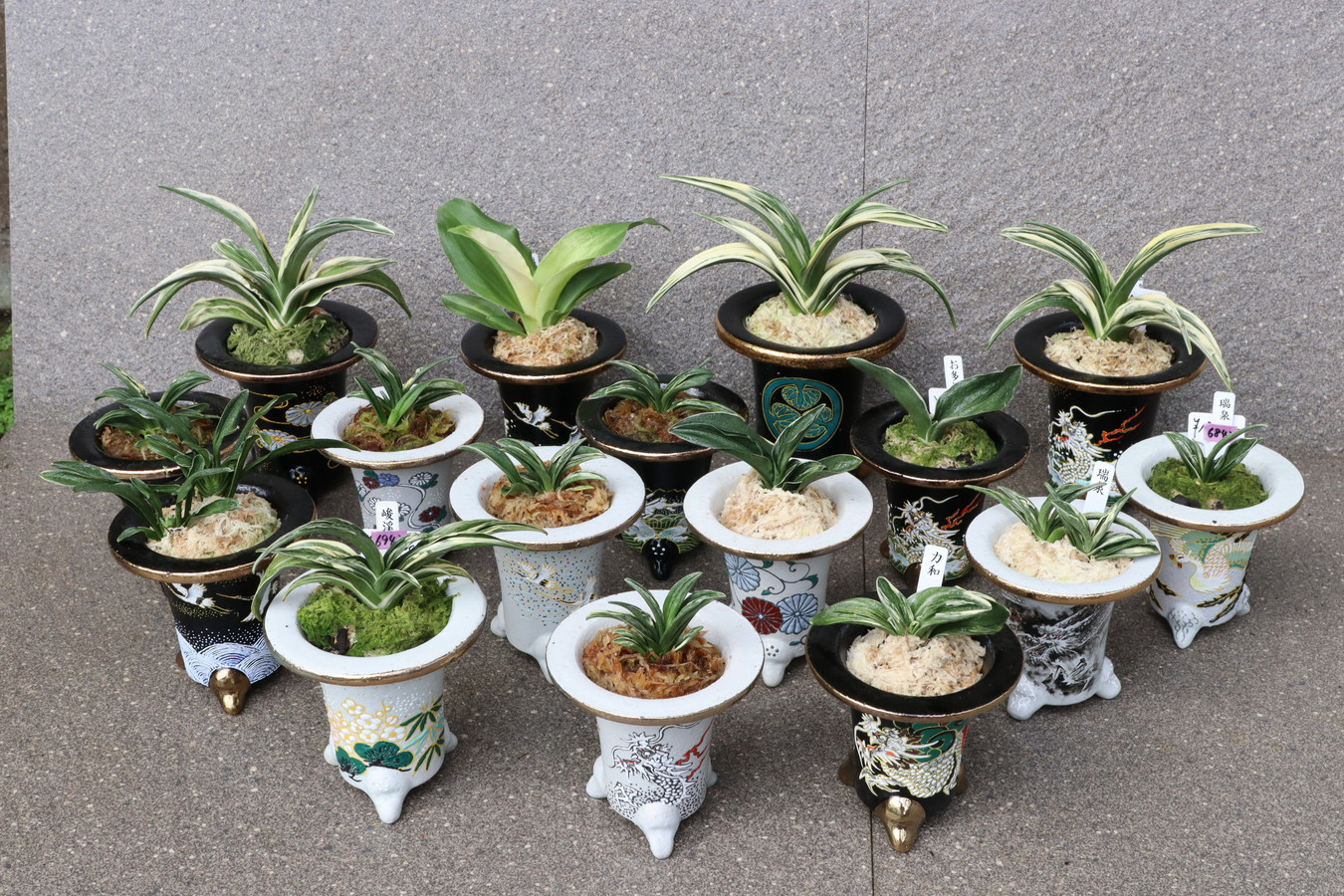 開運！錦鉢おもとガチャ　9800　1鉢！　NHK趣味の園芸出演感謝！【期間限定！】【ネット販売限定！】