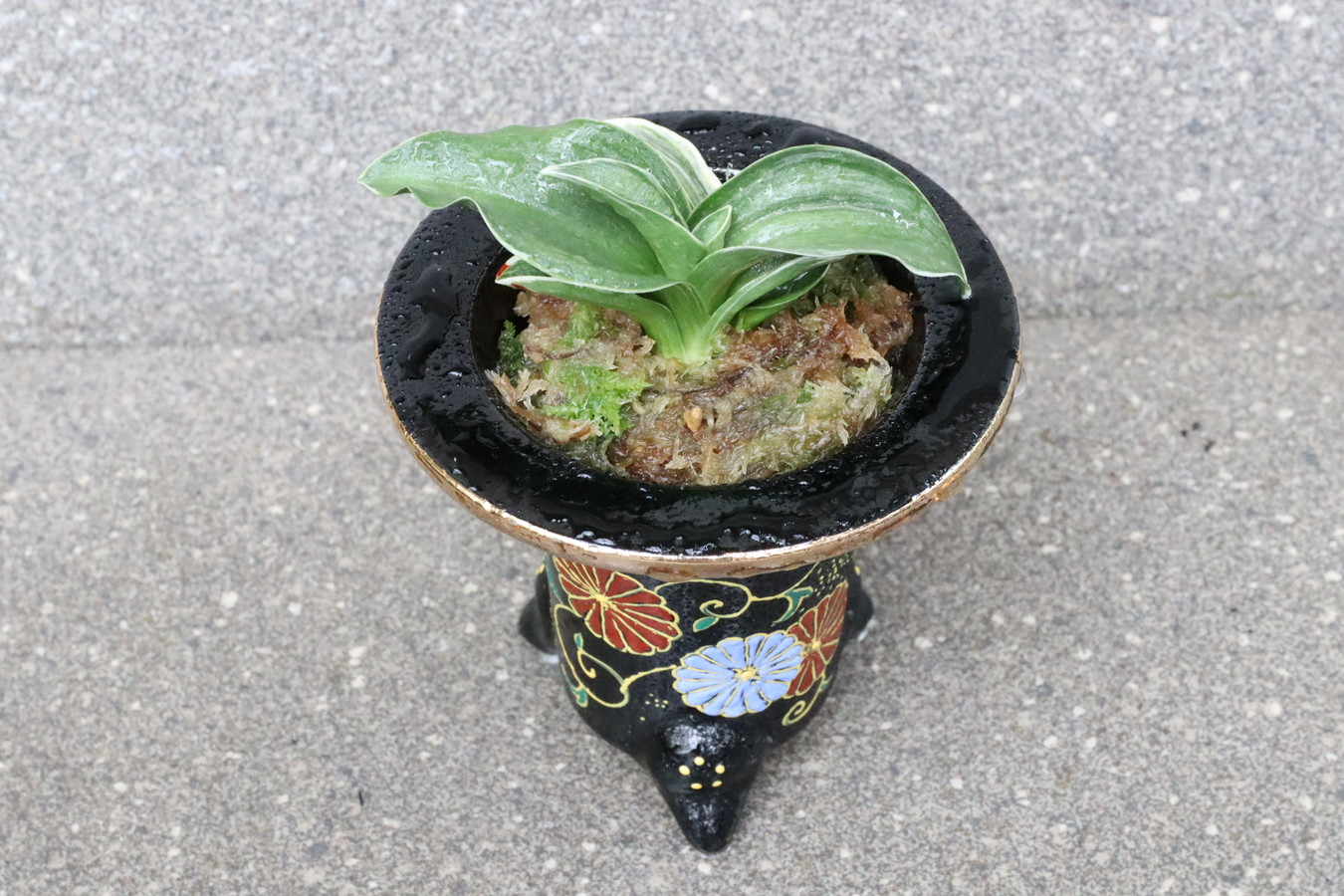 万年青「御国の光」 豊明園 / 7286,御国の光(みくにのひかり) 古種 希少種 【はきず