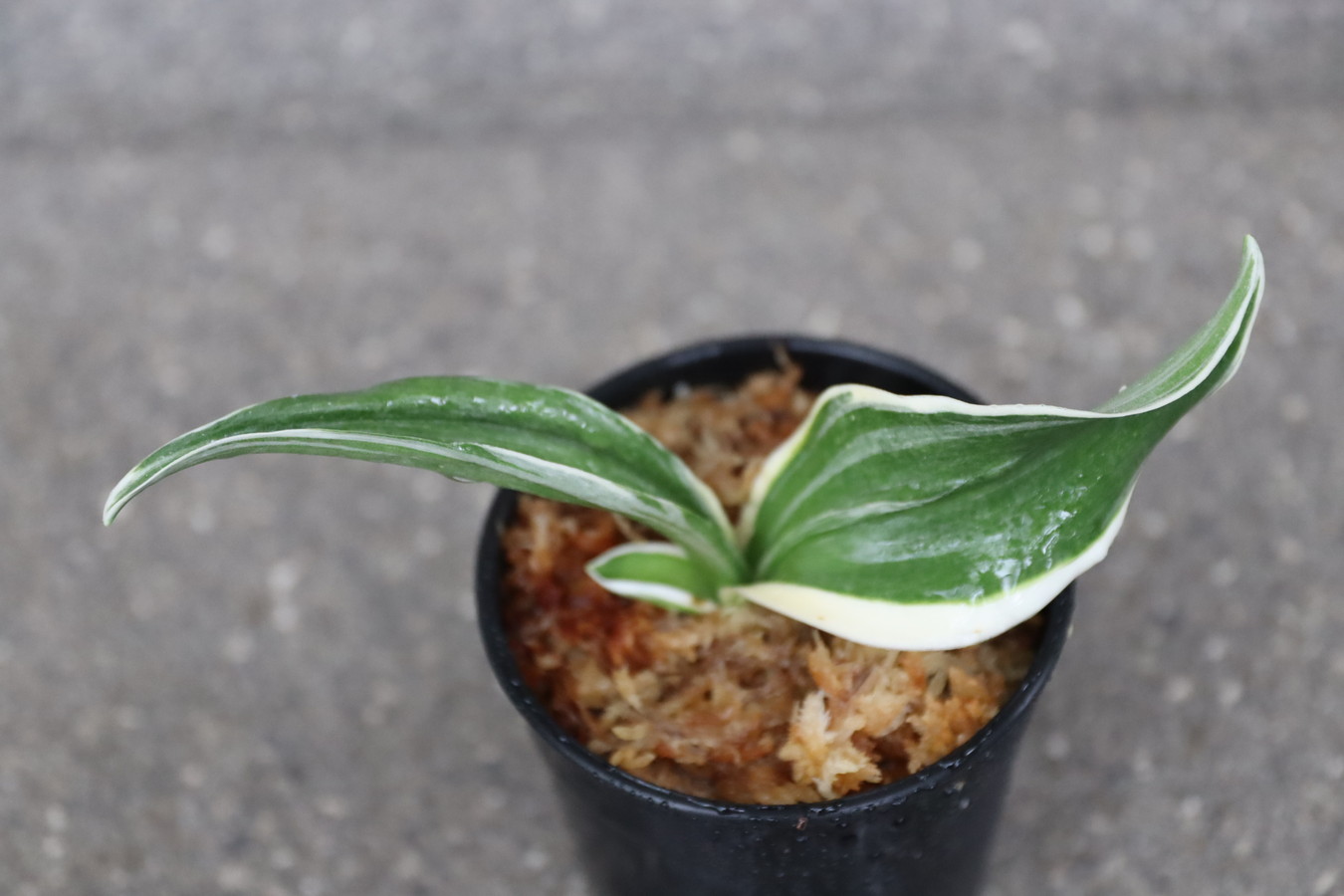 万年青「御国の光」 万年青「御国の光」 万年青「御国の光」