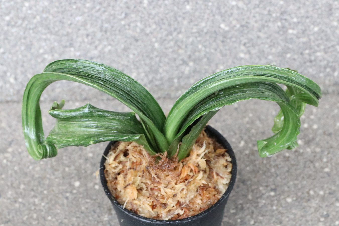 6150,胡麻獅子(ごまじし)特　数不明　【はきずはきれ多い大特価！】※春から秋は生長期なので姿は変わっていきます